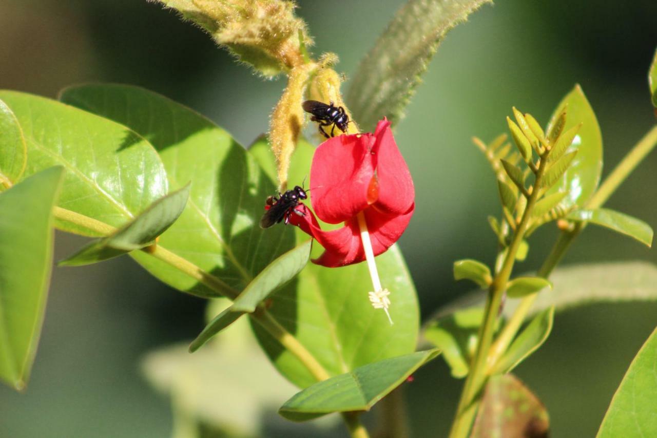 Canto Da Coruja - Ecohospedagem Otel São Jorge Dış mekan fotoğraf